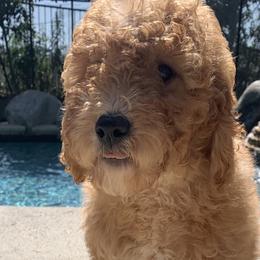 Bernedoodles and Goldendoodles from Country Hills Doodles