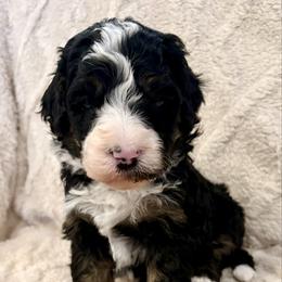 Green collar boy - Tri-color male Bernedoodle puppy in Lake, Michigan from 3 King Doodles & Poodles