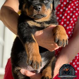 Rottweiler Puppies from Von Der Hing Rottweilers
