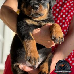 Rottweiler Puppies from Von Der Hing Rottweilers