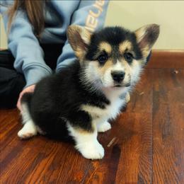 Vivian - Black and tan female Pembroke Welsh Corgi puppy in Coleman, Michigan from Salt Creek Farm Dogs