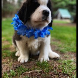 Saint Bernard Puppies from Fletchers Saints