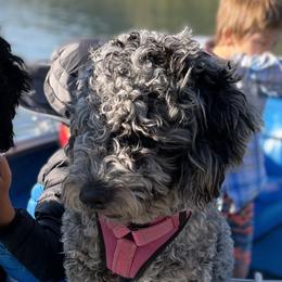 Athena - Bernedoodle