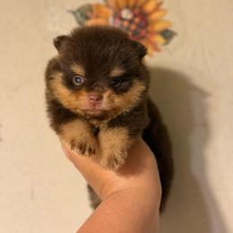 Grace - Chocolate and tan female Pomeranian puppy in Ector, Texas from BB Pomeranians