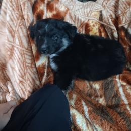 Knight (full tail) - Black tri-color male Australian Shepherd puppy in Sultan, Washington from Van Huitt Australian Shepherds
