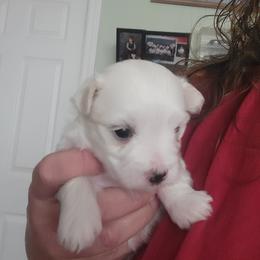 White Bunny - White male Morkie puppy in Gloucester, Virginia from Jenkins Morkies
