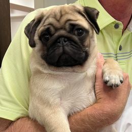 Pug Puppies from Pickwick Pugs