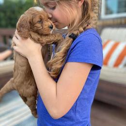 Cockapoo Puppies from Windy Ridge Cockapoos