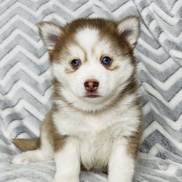 Ralph - Pomsky puppy in Alvin, Texas from Lone Star Pomsky