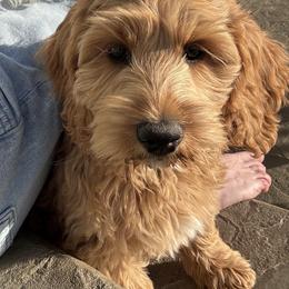 Ginny - Red female Australian Labradoodle puppy in Newdale, Idaho from Grand Peaks Labradoodles