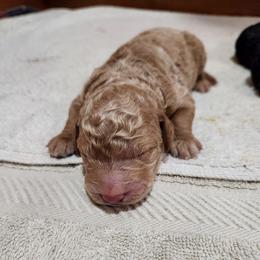 Boy 2 - Cream male Poodle puppy in Stephentown, New York from Creme de la Poodle, standard poodles
