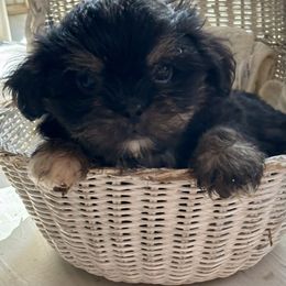 Make 3 - Black gold and white male Shih Tzu puppy in Skipperville, Alabama from Nay Nay’s Babies