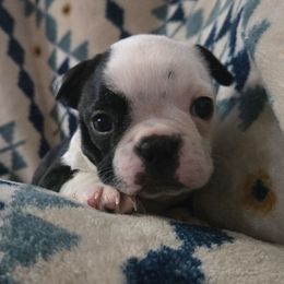 Luna - Black and white female Boston Terrier puppy in Beaverdam, Virginia from Howell Terriers
