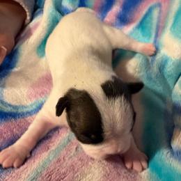 Girl 2 - Brindle and white female Boston Terrier puppy in Charleston, West Virginia from Mountain Momma Bostons