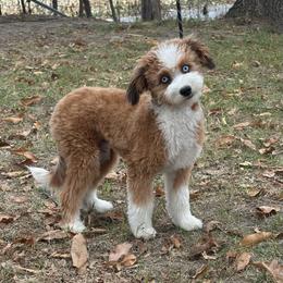 Banner - Aussiedoodle