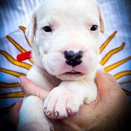 Girl 3 Gaia - White female Dogo Argentino puppy in San Diego, California from Debonair Dogos