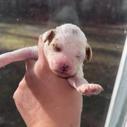 Boy 1 - Cream male Aussiedoodle puppy in Mtn Rest, South Carolina from Stocktons Doxies & Doodles