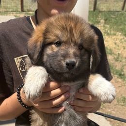 Ulysses- grey - Tan male Colorado Mountain Dog puppy in Cotopaxi, Colorado from Once Upon A Moose (OUM)