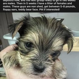 Chihuahua, Morkie, and Yorkshire Terrier Puppies from Patty’s Paws