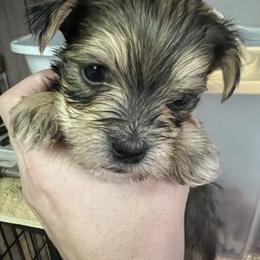 Chihuahua, Morkie, and Yorkshire Terrier Puppies from Patty’s Paws
