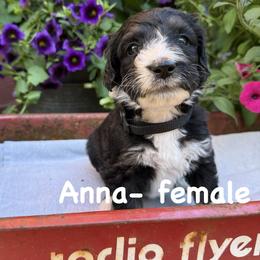 Bernedoodle and Goldendoodle Puppies from Marbel Wood Doodles