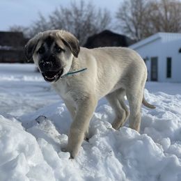 Anatolian Shepherd Dog Puppies from Wild Rooster Family Farm