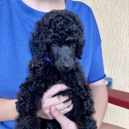 Poodle Puppies from Topsail Breeders