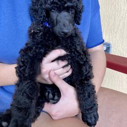 Poodle Puppies from Topsail Breeders