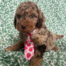 Maui - Merle male Goldendoodle puppy in Camden, North Carolina from Oopsie Doodles of NC