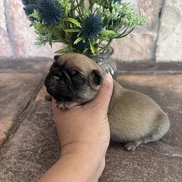 Purple collar - Fawn female Pug puppy in Tucson, Arizona from Furever Friends