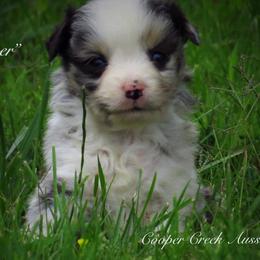 Miniature Australian Shepherd and Toy Australian Shepherd Puppies from Cooper Creek Aussies