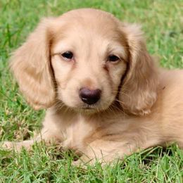 Dachshunds from Dobbins Dachshunds