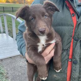 Australian Shepherd Puppies from Hawkins Working Australian Shepherds