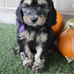 Australian Labradoodle Puppies from EllsWORTH Labradoodles LLC