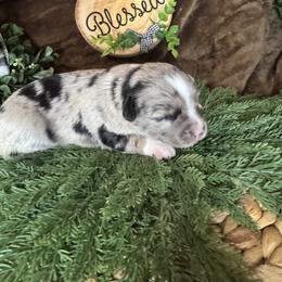 Juliet - Blue merle female Miniature Australian Shepherd puppy in California from Eagle River Aussies