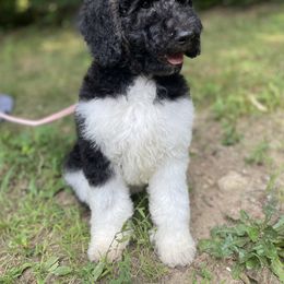 Poodle Puppies from SP standard Poodles