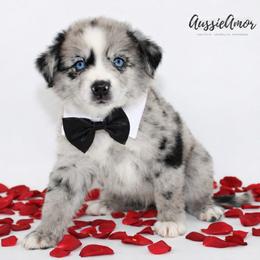Bi Blue Merle 4 - 2 Blue eyes Long tail - Blue merle male Miniature Australian Shepherd puppy in Pinehurst, Texas from Aussie Amor