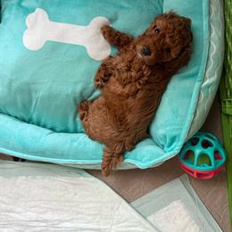 Obito - Red  male Poodle puppy in Bedford, Texas from S.H.A.R.P.’s Toy Poodles