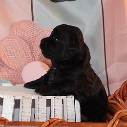Willow - Black and white female Havanese puppy in Salt Lake City, Utah from Steal Your Heart Havanese