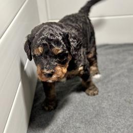 Prince Naveen - Tri-color male Bernedoodle puppy in Munster, Indiana from Miranda’s Sunshine Poodles and Doodles