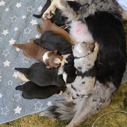 Australian Shepherd and Miniature Australian Shepherd Puppies from Cara Harker