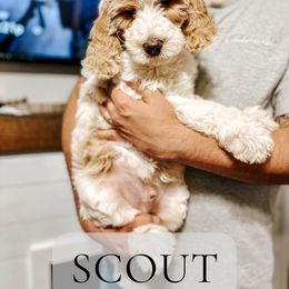 Scout - Parti Goldendoodle puppy in Madison Heights, Virginia from Nottaway Doodles