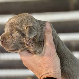 Shield - Chocolate female Labrador Retriever puppy in Sullivan, Missouri from O’Dell Labs