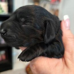 BLACK GIRL yellow - Black female Dachshund puppy in Port Charlotte, Florida from Vicki's Dachshund Crossing