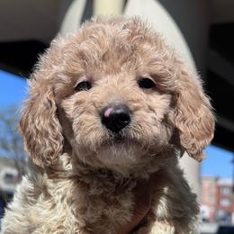 Zircon - Cream male Goldendoodle puppy in Philadelphia, Pennsylvania from Jah’s Retrievers