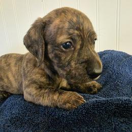 Garrett - Brindle male Dachshund puppy in Stillwater, Oklahoma from Shade Tree Dachshunds