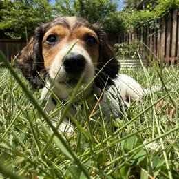 Owl - Piebald male Dachshund puppy in Vancouver, Washington from Cascade Minis