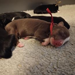 Ruby (red) - Red tri-color female Australian Shepherd puppy in Okeechobee, Florida from Rothsolid Puppies