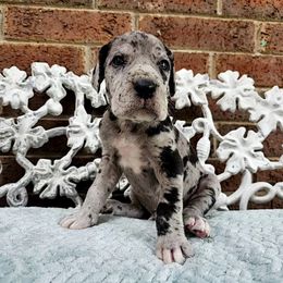 Deogen - Merle male Great Dane puppy in Arlington, Texas from Scoober Danes