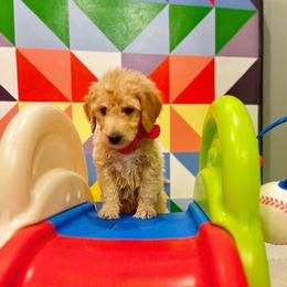 Mr. Red - Cream male Goldendoodle puppy in Blue Springs, Missouri from Farmstead 51